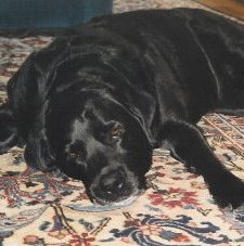 Laura's canine companions waiting for her to finish the day's writing. Marlowe crossed the bridge September 9, 2007